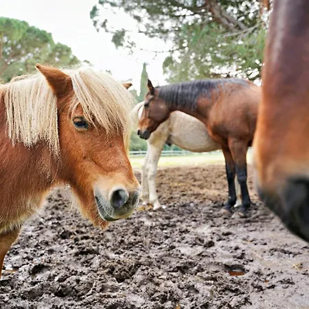 Apartment Mas Des M *